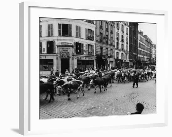 A Herd of Cattle is Driven Along a Paris Streen-null-Framed Photographic Print