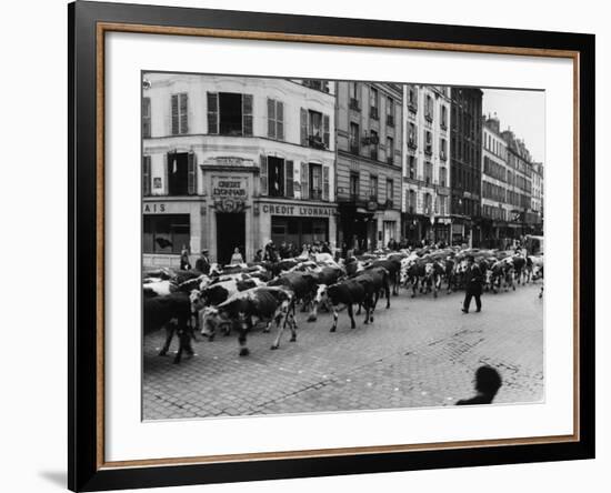 A Herd of Cattle is Driven Along a Paris Streen-null-Framed Photographic Print