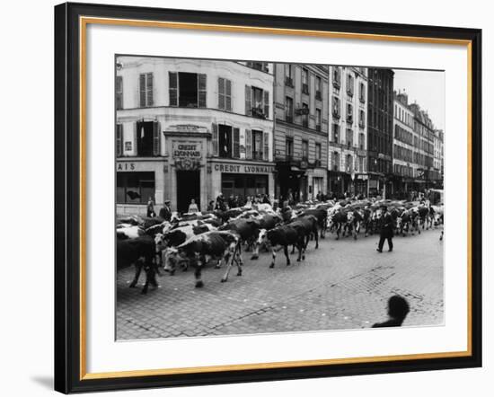 A Herd of Cattle is Driven Along a Paris Streen-null-Framed Photographic Print