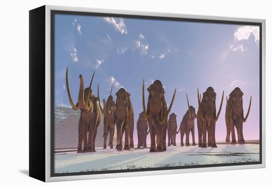 A Herd of Columbian Mammoths Migrate to a Warmer Climate-Stocktrek Images-Framed Stretched Canvas