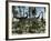 A Herd of Diplodocus Dinosaurs Feeding on Plants-Stocktrek Images-Framed Photographic Print