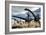 A Herd of Diplodocus Dinosaurs Walking in a Desert Landscape-Stocktrek Images-Framed Art Print