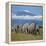 A Herd of Elephants with Mount Kilimanjaro in the Background-Nigel Pavitt-Framed Premier Image Canvas