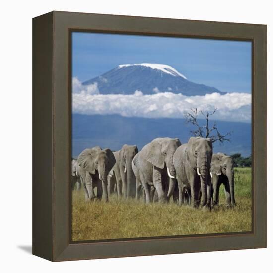 A Herd of Elephants with Mount Kilimanjaro in the Background-Nigel Pavitt-Framed Premier Image Canvas