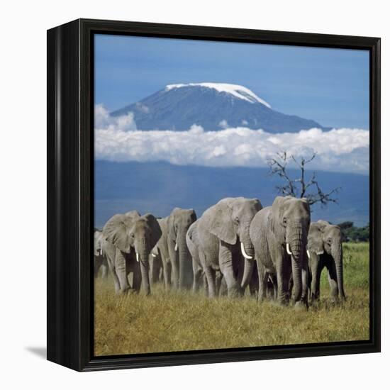 A Herd of Elephants with Mount Kilimanjaro in the Background-Nigel Pavitt-Framed Premier Image Canvas