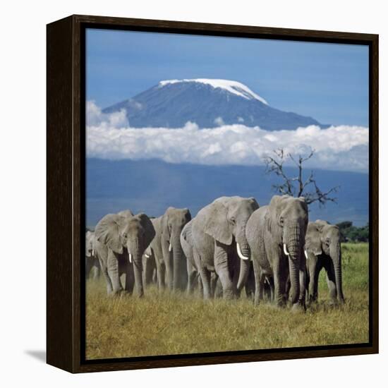 A Herd of Elephants with Mount Kilimanjaro in the Background-Nigel Pavitt-Framed Premier Image Canvas