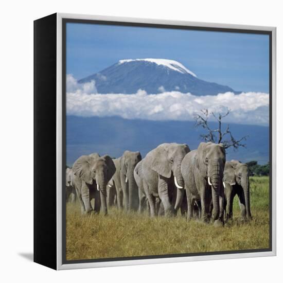 A Herd of Elephants with Mount Kilimanjaro in the Background-Nigel Pavitt-Framed Premier Image Canvas