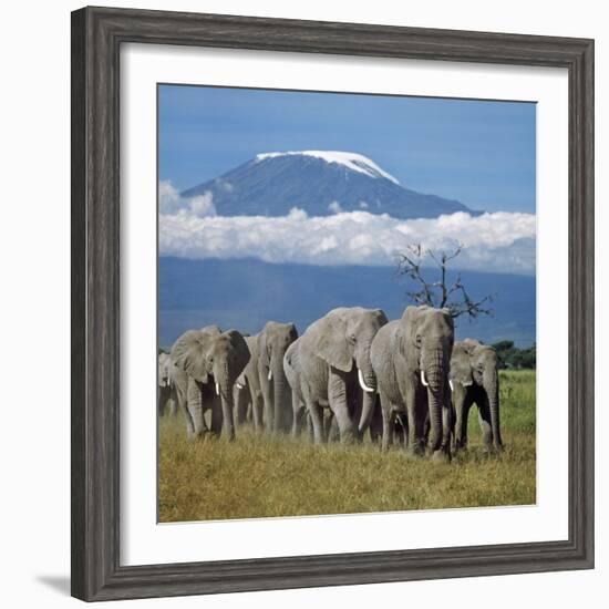 A Herd of Elephants with Mount Kilimanjaro in the Background-Nigel Pavitt-Framed Photographic Print