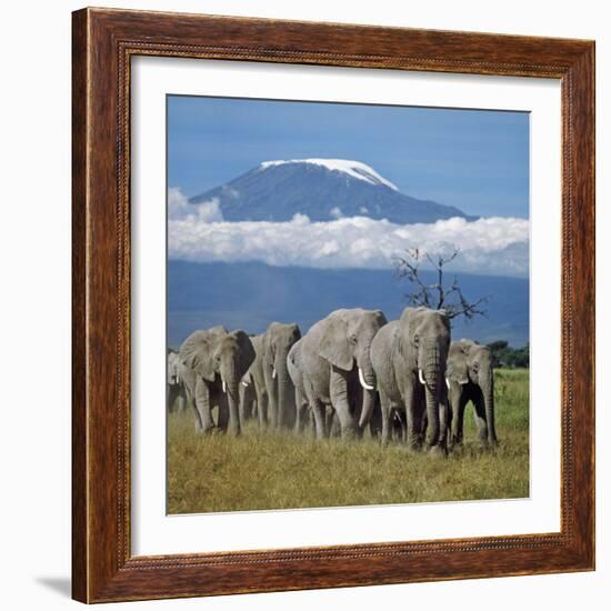 A Herd of Elephants with Mount Kilimanjaro in the Background-Nigel Pavitt-Framed Photographic Print