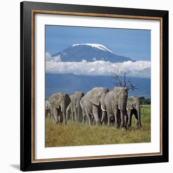 A Herd of Elephants with Mount Kilimanjaro in the Background-Nigel Pavitt-Framed Photographic Print