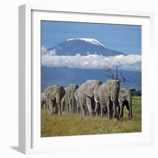 A Herd of Elephants with Mount Kilimanjaro in the Background-Nigel Pavitt-Framed Photographic Print