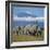 A Herd of Elephants with Mount Kilimanjaro in the Background-Nigel Pavitt-Framed Photographic Print