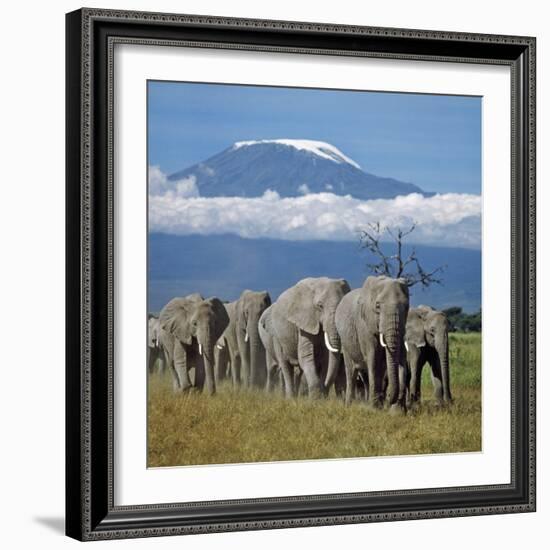 A Herd of Elephants with Mount Kilimanjaro in the Background-Nigel Pavitt-Framed Photographic Print