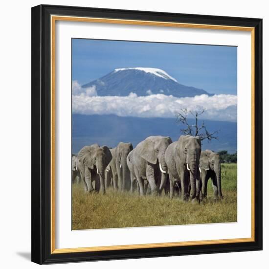 A Herd of Elephants with Mount Kilimanjaro in the Background-Nigel Pavitt-Framed Photographic Print