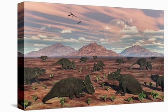 Stretched Canvas Print, , large
