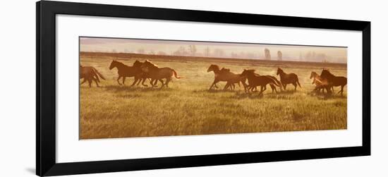 A Herd of Horses at Sunrise.-Tanya Yurkovska-Framed Photographic Print