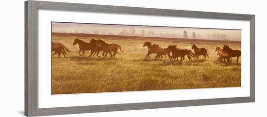 A Herd of Horses at Sunrise.-Tanya Yurkovska-Framed Photographic Print