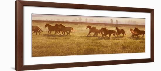 A Herd of Horses at Sunrise.-Tanya Yurkovska-Framed Photographic Print