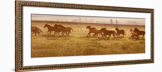 A Herd of Horses at Sunrise.-Tanya Yurkovska-Framed Photographic Print