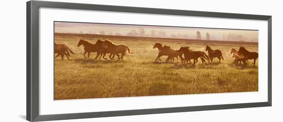 A Herd of Horses at Sunrise.-Tanya Yurkovska-Framed Photographic Print