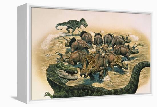 A Herd of Triceratops Defend their Territory Against a Pair of Tyrannosaurus Rex-null-Framed Stretched Canvas