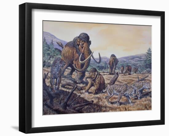 A Herd of Woolly Mammoth and Scimitar Sabertooth, Pleistocene Epoch-null-Framed Art Print