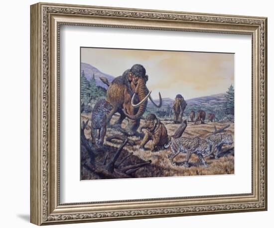 A Herd of Woolly Mammoth and Scimitar Sabertooth, Pleistocene Epoch-null-Framed Art Print