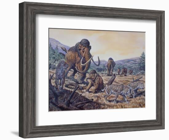 A Herd of Woolly Mammoth and Scimitar Sabertooth, Pleistocene Epoch-null-Framed Art Print