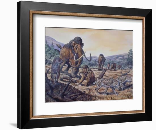 A Herd of Woolly Mammoth and Scimitar Sabertooth, Pleistocene Epoch-null-Framed Art Print