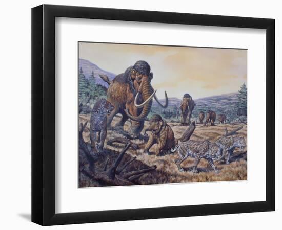 A Herd of Woolly Mammoth and Scimitar Sabertooth, Pleistocene Epoch-null-Framed Art Print