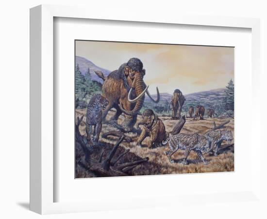 A Herd of Woolly Mammoth and Scimitar Sabertooth, Pleistocene Epoch-null-Framed Art Print