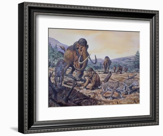 A Herd of Woolly Mammoth and Scimitar Sabertooth, Pleistocene Epoch-null-Framed Art Print