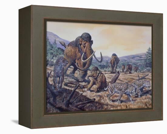 A Herd of Woolly Mammoth and Scimitar Sabertooth, Pleistocene Epoch-null-Framed Stretched Canvas