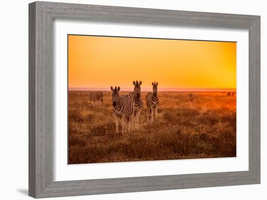 A Herd of Zebra Grazing at Sunrise in Etosha, Namibia-Udo Kieslich-Framed Photographic Print