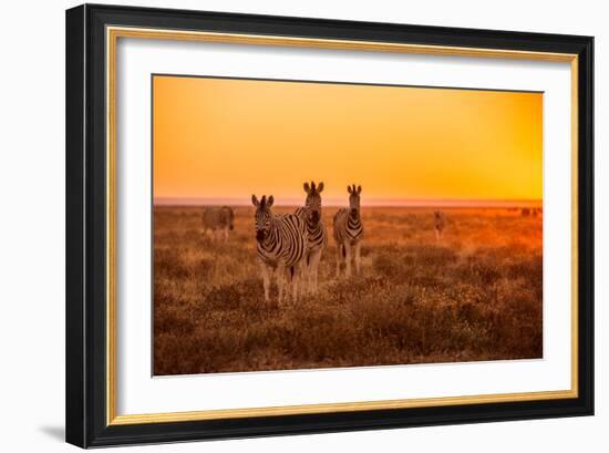 A Herd of Zebra Grazing at Sunrise in Etosha, Namibia-Udo Kieslich-Framed Photographic Print