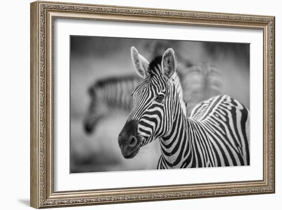 A Herd of Zebra Grazing in the Early Morning in Etosha, Namibia-Udo Kieslich-Framed Photographic Print
