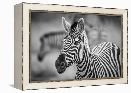 A Herd of Zebra Grazing in the Early Morning in Etosha, Namibia-Udo Kieslich-Framed Premier Image Canvas