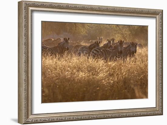 A Herd Of Zebra Stand In The Tall Grass In The Early Morning Sunshine-Karine Aigner-Framed Photographic Print