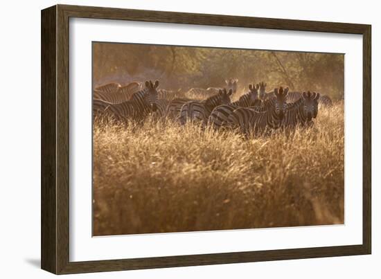 A Herd Of Zebra Stand In The Tall Grass In The Early Morning Sunshine-Karine Aigner-Framed Photographic Print