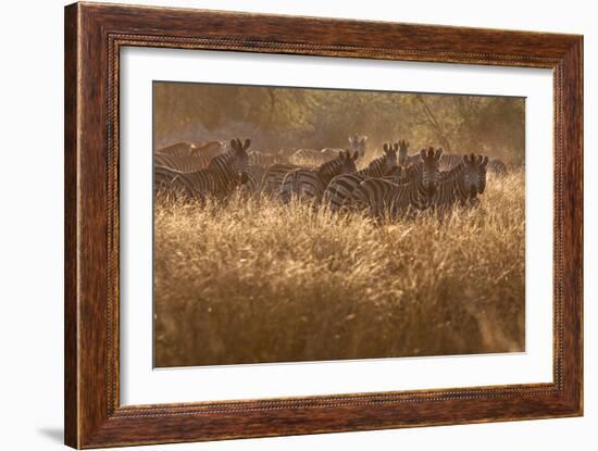 A Herd Of Zebra Stand In The Tall Grass In The Early Morning Sunshine-Karine Aigner-Framed Photographic Print