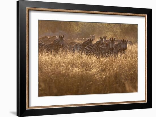 A Herd Of Zebra Stand In The Tall Grass In The Early Morning Sunshine-Karine Aigner-Framed Photographic Print