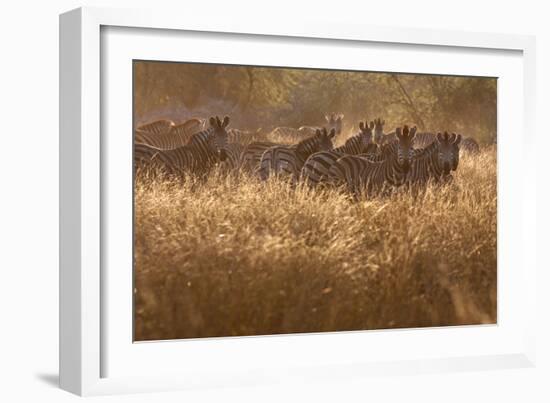 A Herd Of Zebra Stand In The Tall Grass In The Early Morning Sunshine-Karine Aigner-Framed Photographic Print