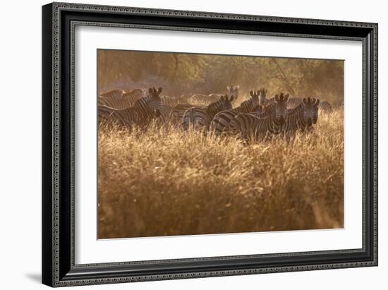 A Herd Of Zebra Stand In The Tall Grass In The Early Morning Sunshine-Karine Aigner-Framed Photographic Print