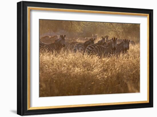 A Herd Of Zebra Stand In The Tall Grass In The Early Morning Sunshine-Karine Aigner-Framed Photographic Print