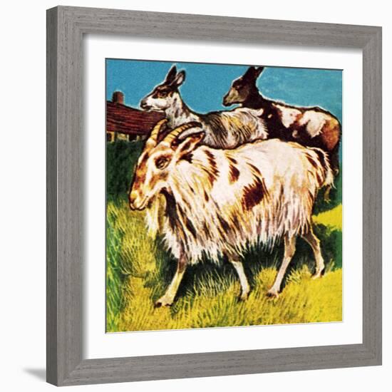 A Herd or Tribe of Goats-English School-Framed Giclee Print