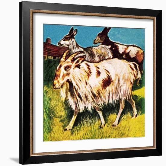 A Herd or Tribe of Goats-English School-Framed Giclee Print