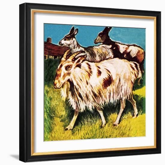 A Herd or Tribe of Goats-English School-Framed Giclee Print