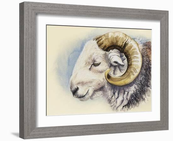 A Herdwick Ram, 2018 (Watercolour on Paper)-Alison Cooper-Framed Giclee Print