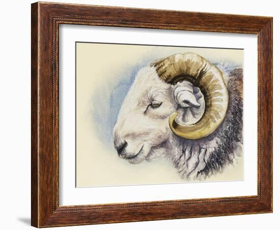 A Herdwick Ram, 2018 (Watercolour on Paper)-Alison Cooper-Framed Giclee Print