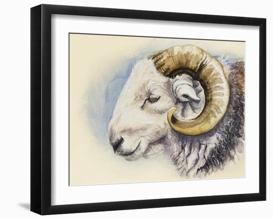 A Herdwick Ram, 2018 (Watercolour on Paper)-Alison Cooper-Framed Giclee Print